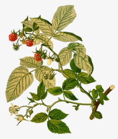 Clip Art Collection Of Free Raspberry - Parts Of Raspberry Plant, HD Png Download, Transparent PNG