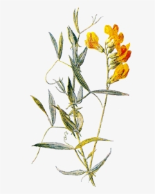 Transparent Wild Flowers Clipart - Botanical Flower Stem Png, Png Download, Transparent PNG
