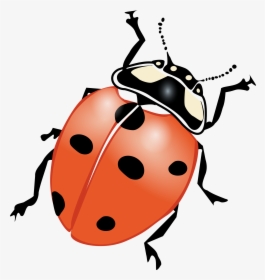 Lady Bug Clip Art Black And White - Ladybug Clipart, HD Png Download, Transparent PNG