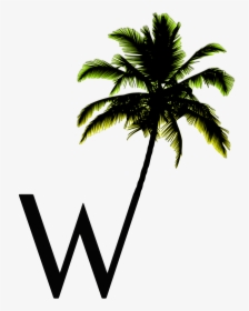 Transparent No Room At The Inn Clipart - Coconut Tree Silhouette Png, Png Download, Transparent PNG