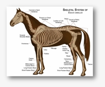 Picture - Horse Skeleton Anatomy, HD Png Download, Transparent PNG