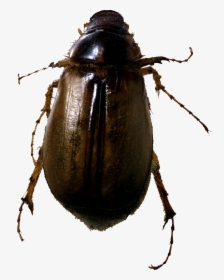 Roach Bug Png Image - Bug Png, Transparent Png, Transparent PNG