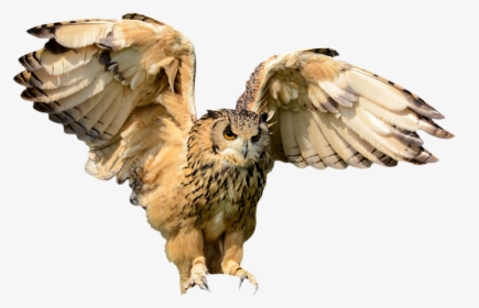 Animals, Bird, Owl, Flying, Wing, Hunting Bird - Owl In Flight Png, Transparent Png, Transparent PNG