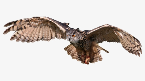 Bird,bird Of Prey,wing,osprey,eastern Screech Owl,beak,owl,golden - Harry Potter Owl Flying, HD Png Download, Transparent PNG