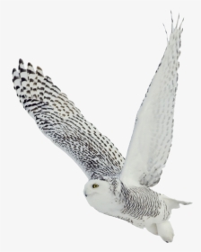 Owl Png - Snowy Owl Transparent Background, Png Download, Transparent PNG