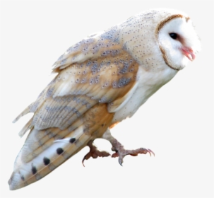 Transparent Owl Flying Png - Barn Owl Transparent Background, Png Download, Transparent PNG