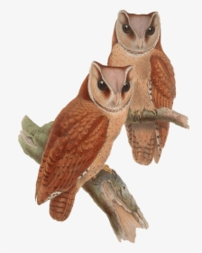 Owls Sitting On A Branch - Vintage Owl Png, Transparent Png, Transparent PNG