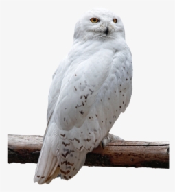Snowy Owl Transparent Background, HD Png Download, Transparent PNG