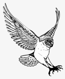Flying Drawing At Getdrawings - Swoop Clipart, HD Png Download, Transparent PNG
