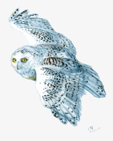 Transparent Snow Owl Png - Owl Watercolour Sketch Png, Png Download, Transparent PNG