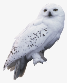 Harry Potter And The Chamber Of Secrets Owl Hedwig - Harry Potter Hedwig, HD Png Download, Transparent PNG