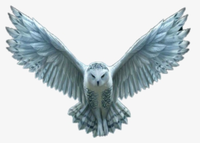 Transparent Hedwig Png - Transparent Harry Potter Owl Flying, Png Download, Transparent PNG