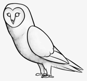 Collection Of Free Tea Drawing Owl Download - Sketch, HD Png Download, Transparent PNG