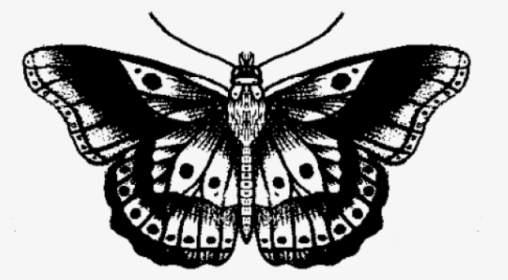 Harry Styles Butterfly Tattoo Drawing, HD Png Download, Transparent PNG