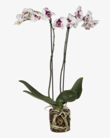Orchid Picasso - Cattleya Elongata, HD Png Download, Transparent PNG