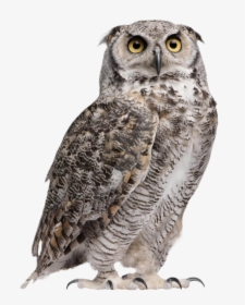 Owl Png Hd Image - Great Horned Owl Png, Transparent Png, Transparent PNG