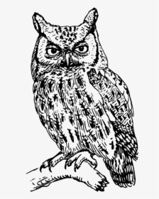 Great Horned Owl Angry Owl Clipart - Clip Art Black And White Owl, HD Png Download, Transparent PNG