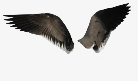 Wings Png - Eagle Wings Png, Transparent Png, Transparent PNG