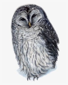 Barred Owl Png, Transparent Png, Transparent PNG