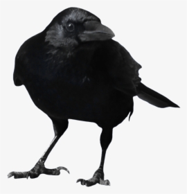 Crow Ready To Fly Png - Transparent Background Crow Png Clipart, Png Download, Transparent PNG