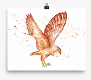 Red-tailed Hawk, HD Png Download, Transparent PNG