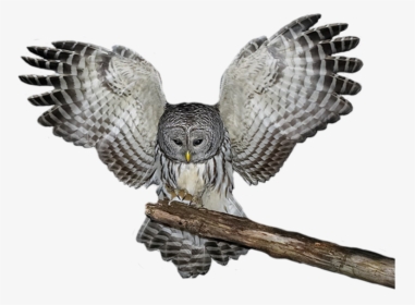Clip Art Owl Backgrounds - Great Grey Owl Png, Transparent Png, Transparent PNG