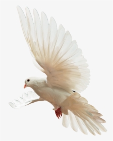 Birds Png Download - Parrot, Transparent Png, Transparent PNG