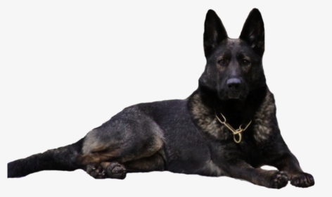 Clip Art Waldkonig K German Dogs - Black German Shepherd Dog Clipart, HD Png Download, Transparent PNG