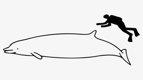 Whale Size, HD Png Download, Transparent PNG