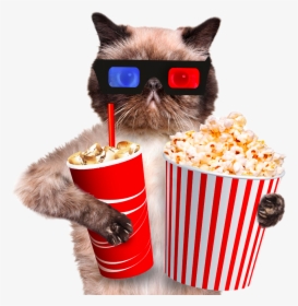 Popcorn Transparent Image - Cat And Popcorn, HD Png Download, Transparent PNG