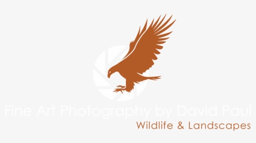 Photo By Dp - Golden Eagle, HD Png Download, Transparent PNG