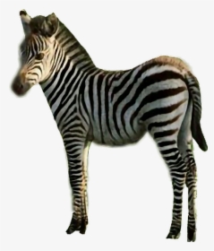 #sticker #zebra #stripes #black & White #animal #freetoedit - Quagga, HD Png Download, Transparent PNG