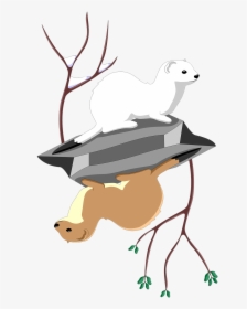 Least Ermine Stock - Clipart Stoat Animal Art, HD Png Download, Transparent PNG