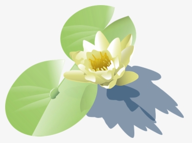 Lily, Lotus, Water Lily, Leaves, Blossom, White, Flower - Water Plant Vector Png, Transparent Png, Transparent PNG