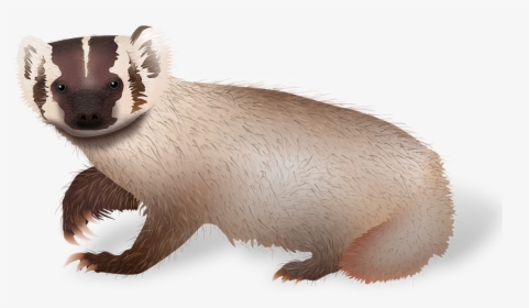 Uwpa On Social Media - Weasel, HD Png Download, Transparent PNG