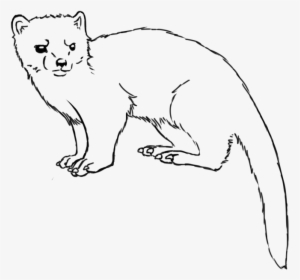Collection Of Free Weasel Drawing Download On Ui Ex - Drawing Weasel, HD Png Download, Transparent PNG