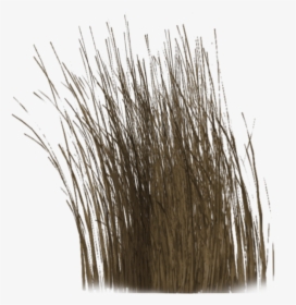 Thumb Image - Transparent Dry Grass Png, Png Download, Transparent PNG