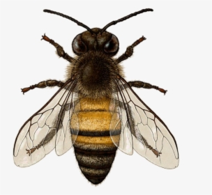 Transparent Honeybee Png - American Honey Bee, Png Download, Transparent PNG