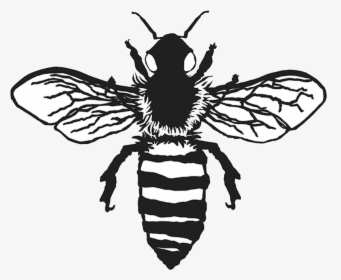 Vintage Bee Png - Bee Clipart Black And White, Transparent Png, Transparent PNG