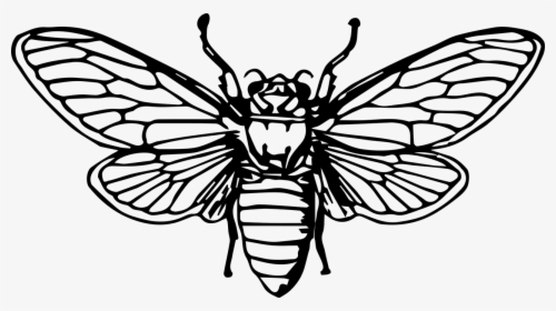Death's Head Moth Drawing, HD Png Download, Transparent PNG