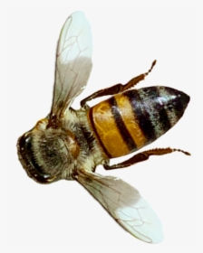 #insect #bee #honeybee #nature #realistic Op From The - Net-winged Insects, HD Png Download, Transparent PNG