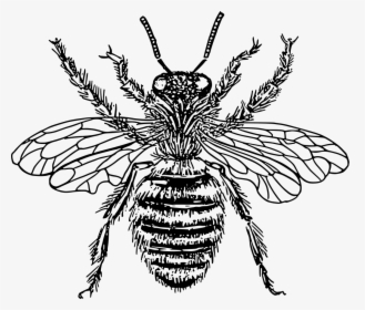 Western Honey Bee Insect Drawing Line Art Cc0 - Transparent Background Vintage Bee Clipart, HD Png Download, Transparent PNG