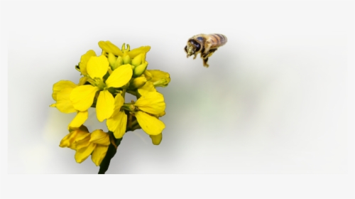 Honey Bee - Honeybee, HD Png Download, Transparent PNG