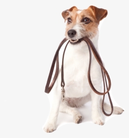 Pet Sitting Dog Walking Dog Daycare - Dog Walk White Background, HD Png Download, Transparent PNG