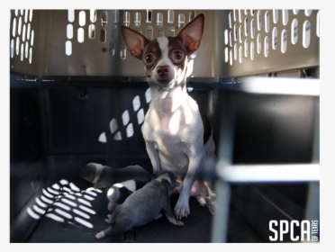 20180315 Local Cbs Puppy Mill 2    Class Img Responsive - Chihuahua, HD Png Download, Transparent PNG