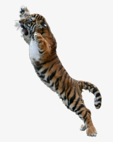 Transparent Jumping Tiger Png - Tiger Jumping Transparent Background, Png Download, Transparent PNG