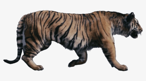 Tigers Were Talking Beasts In Narnia - Chronicles Of Narnia Tiger, HD Png Download, Transparent PNG