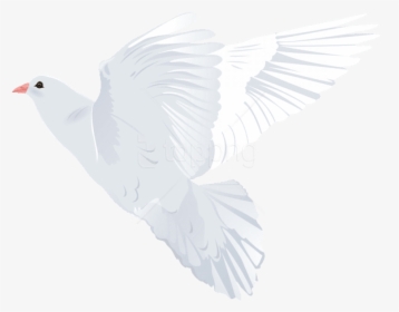 Transparent Holy Spirit Dove Png - Pigeons And Doves, Png Download, Transparent PNG