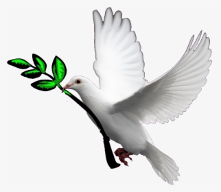 Transparent Holy Spirit Dove Png - Doves With Transparent Background, Png Download, Transparent PNG
