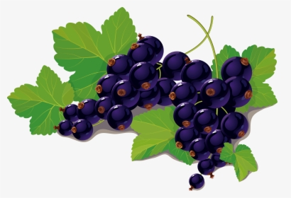 Blueberry Vector - Black Currant Fruit Leaf Png, Transparent Png, Transparent PNG